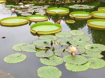 Lotus nature plant