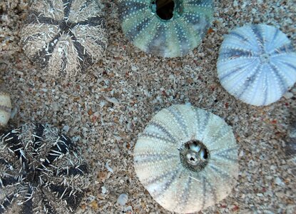 Sea urchins marine life meeresbewohner photo