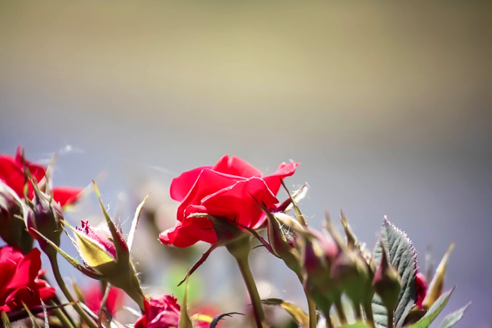 Beautiful nature floral