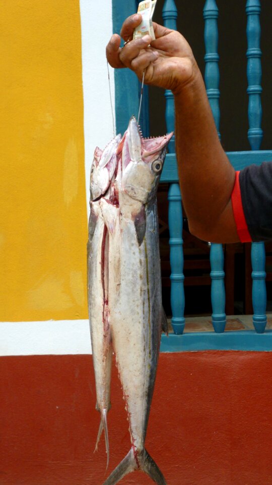 Animal cuba
