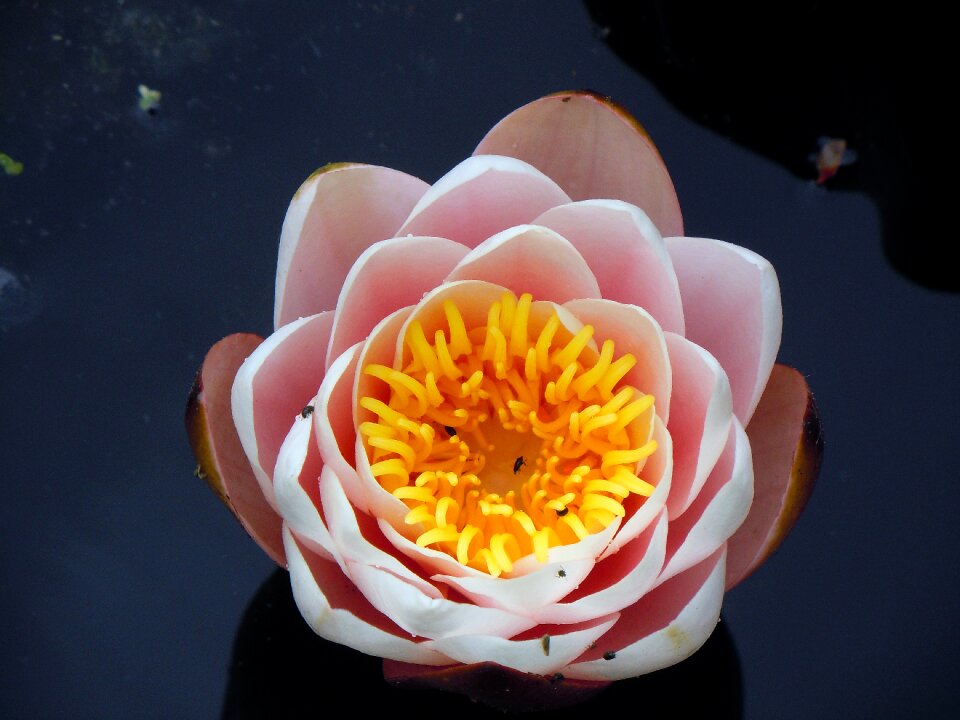 Flowers blossom bloom
