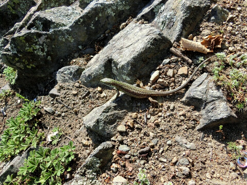 Nature reptile stones