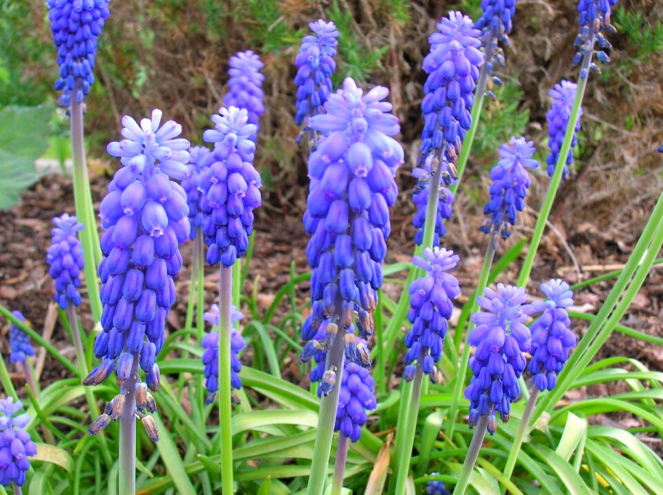 Flower violet common grape hyacinth