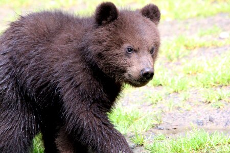 Bear bears animal world