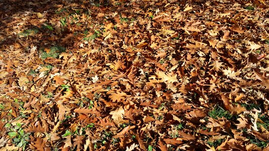 Nature autumn dried leaves photo
