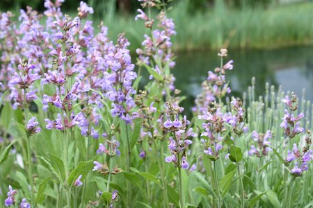 Sage flower medicinal herb purple
