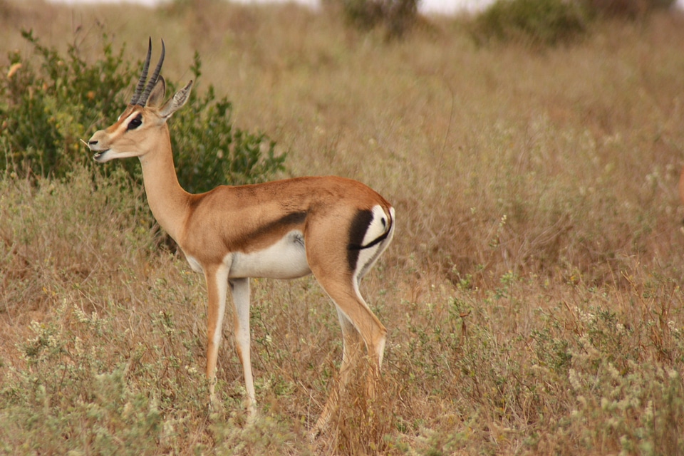 Mammal safari africa