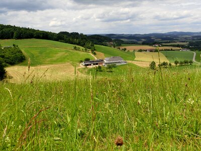 Landscape pasture green photo