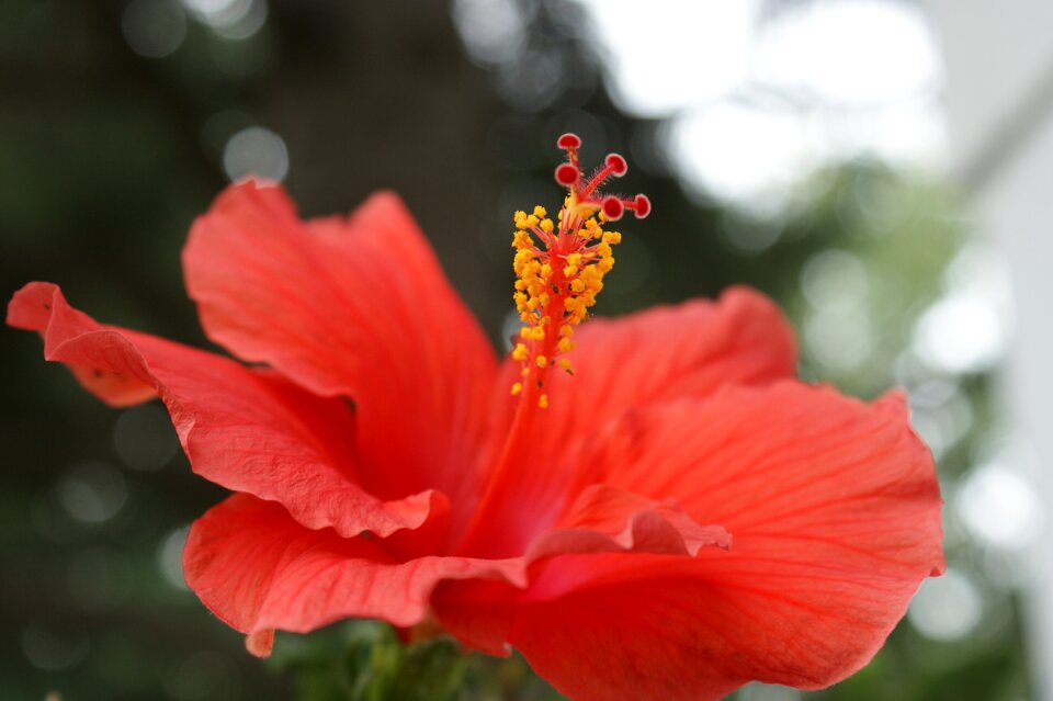 Pink floral tropical