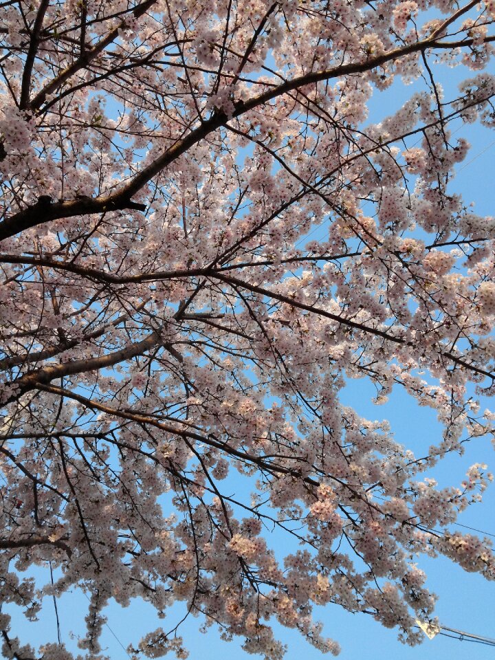 Spring cherry blossom wood