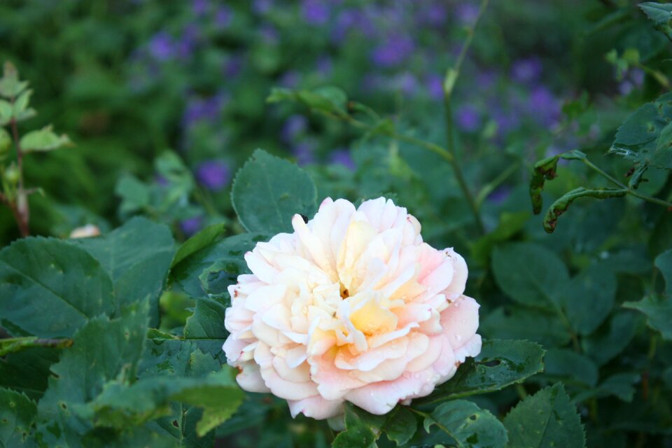 Rose bloom blossom bloom