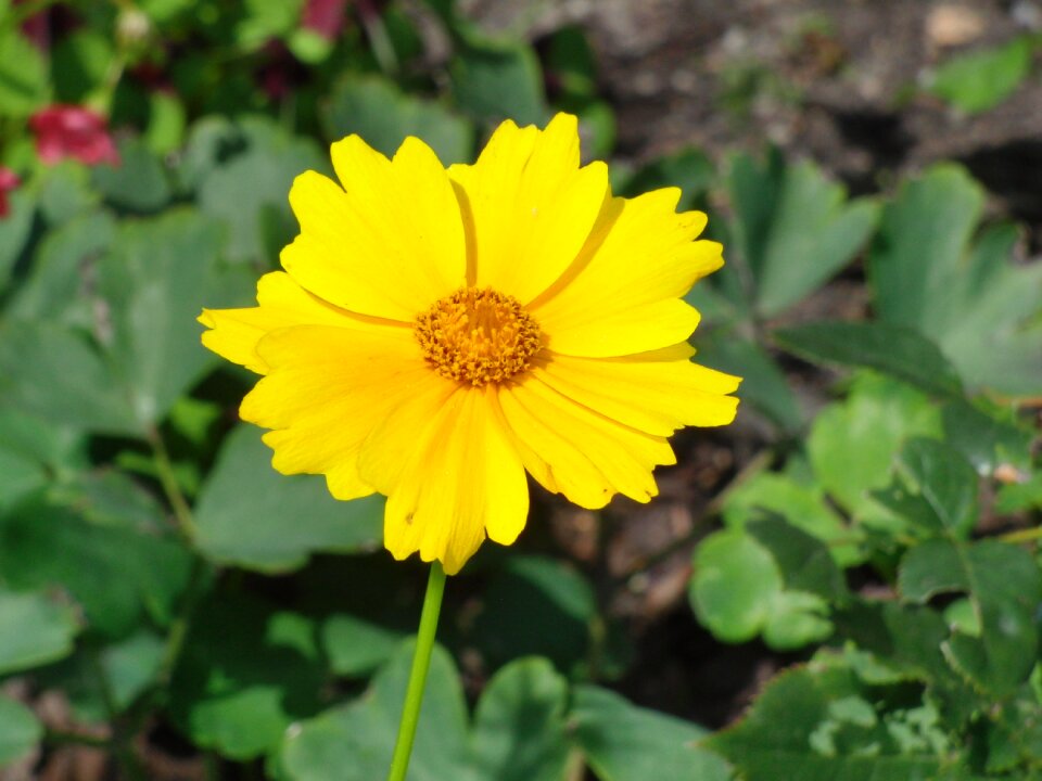 Yellow plant garden