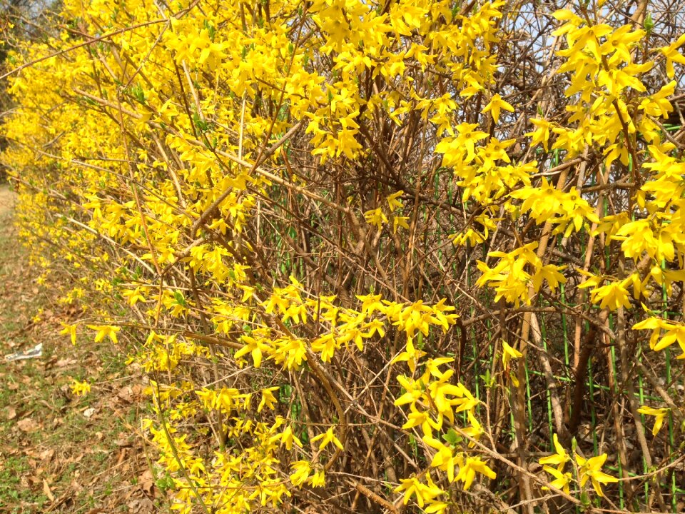 Forsythia side forsythia tree