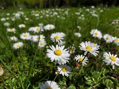 Daisy flowers meadow