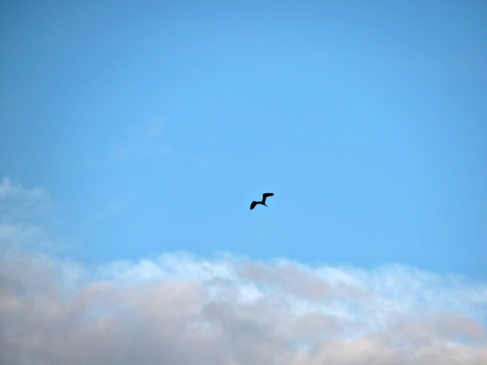 Skyscape air flying