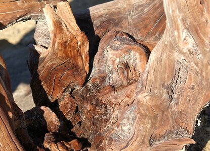 Wood old gnarled