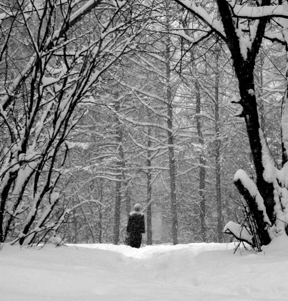 Cold forest russia