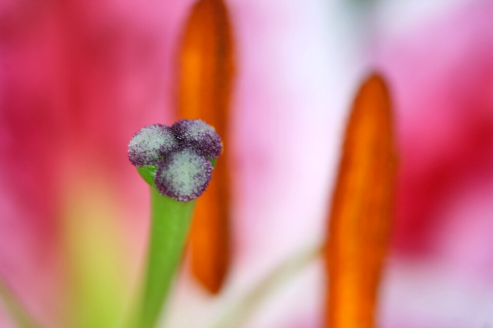 Lily fruchststempel macro