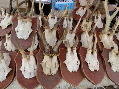 Trophies antlers flea market