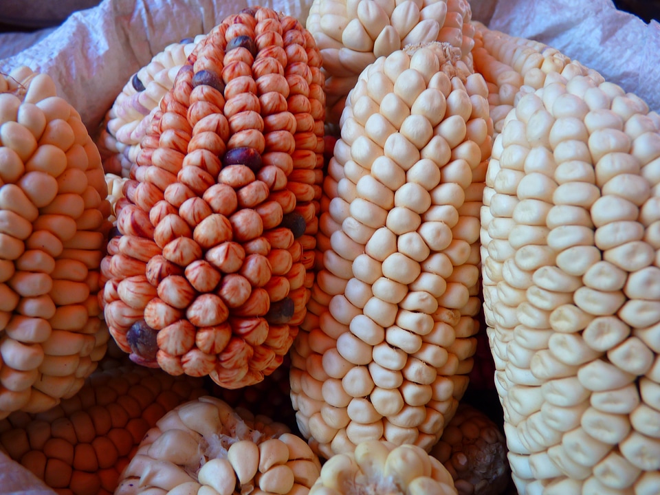 Food colorful mais peru