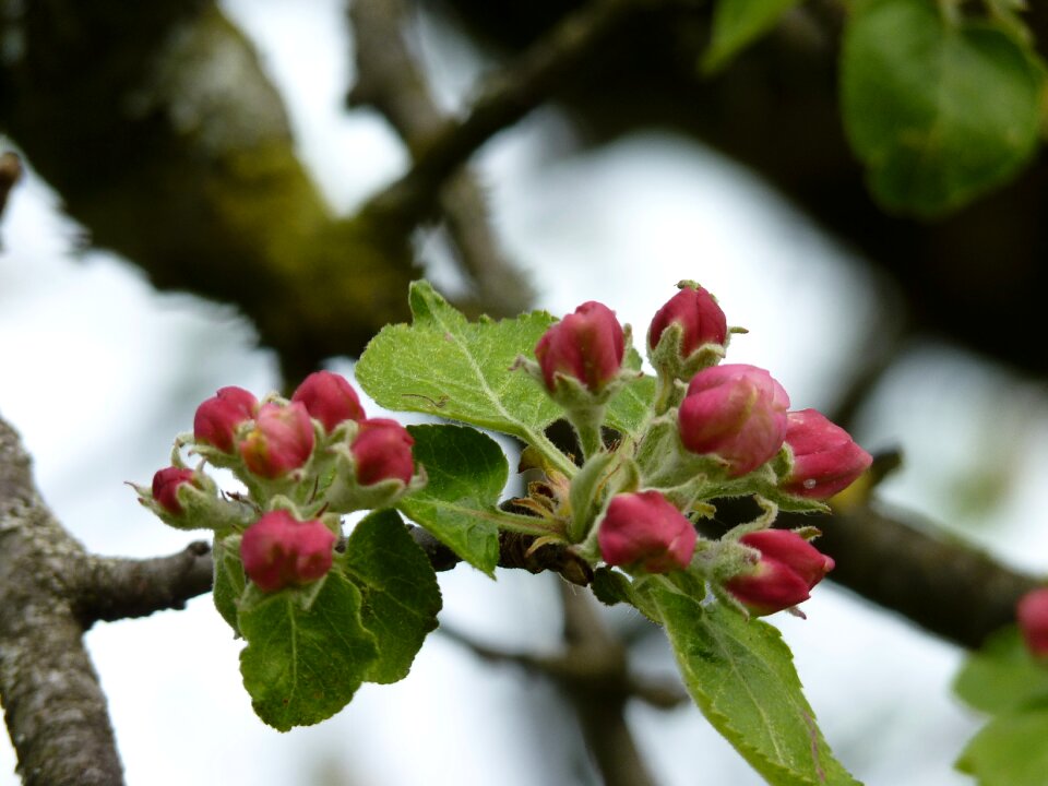 Bud spring close up photo