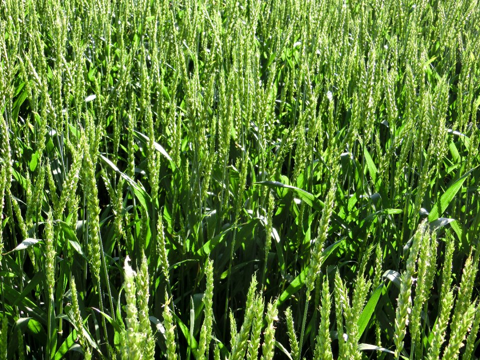 Cereals wheat field cornfield