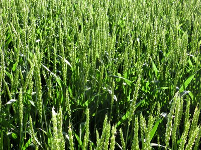 Cereals wheat field cornfield photo