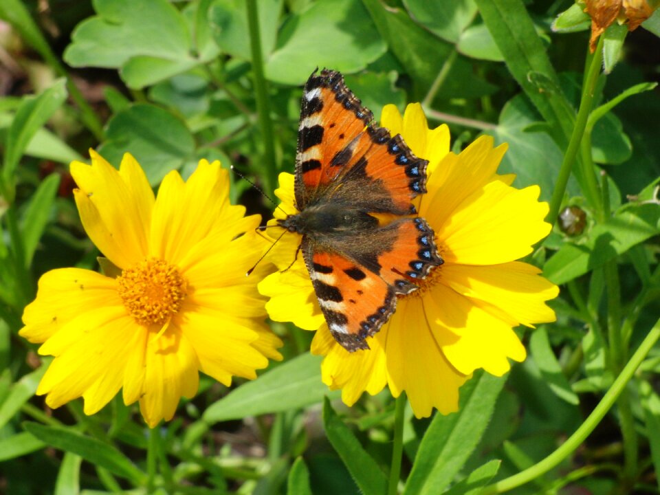 Yellow plant garden
