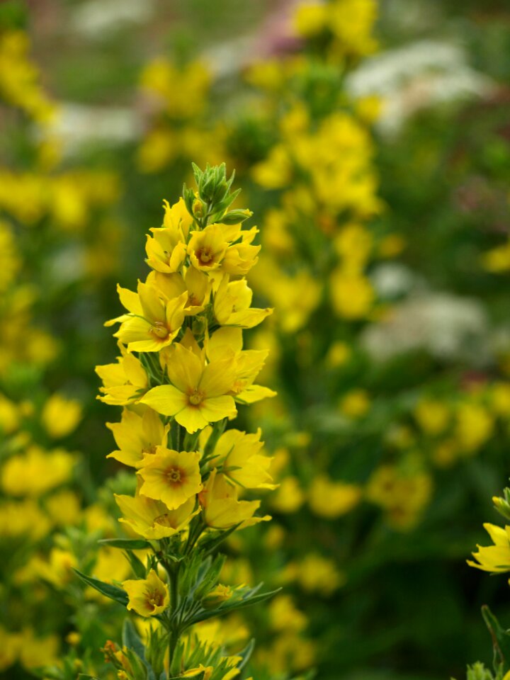 Yellow blossom bloom