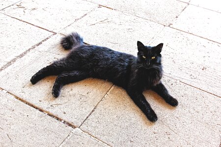 Animal pet domestic cat