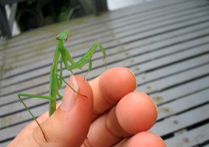 Green hand looking