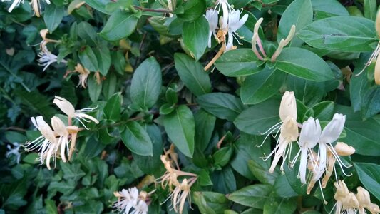 Honeysuckle flower spring