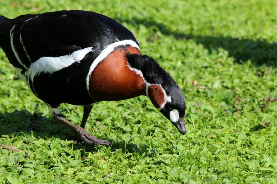 Geese real geese anserini