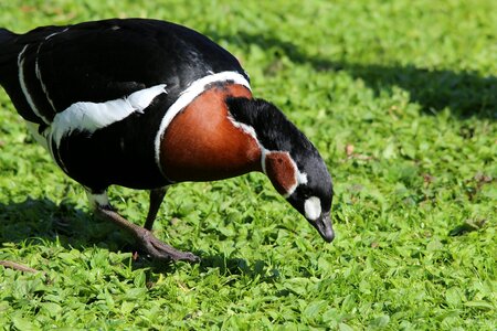 Geese real geese anserini
