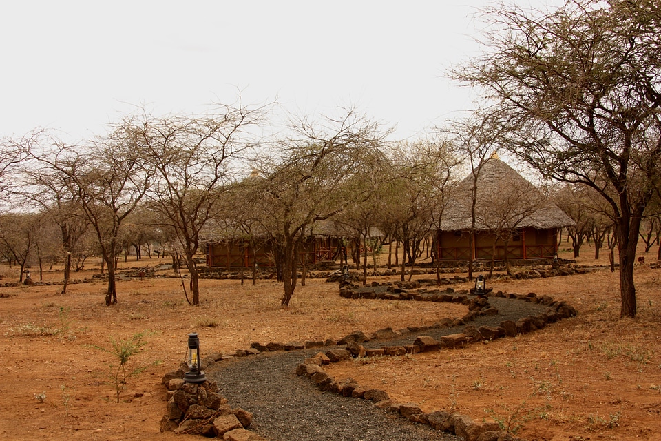 Lodge wildlife animals