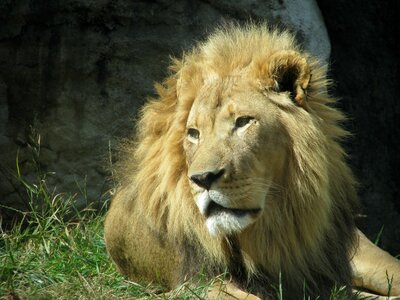 African mane king photo