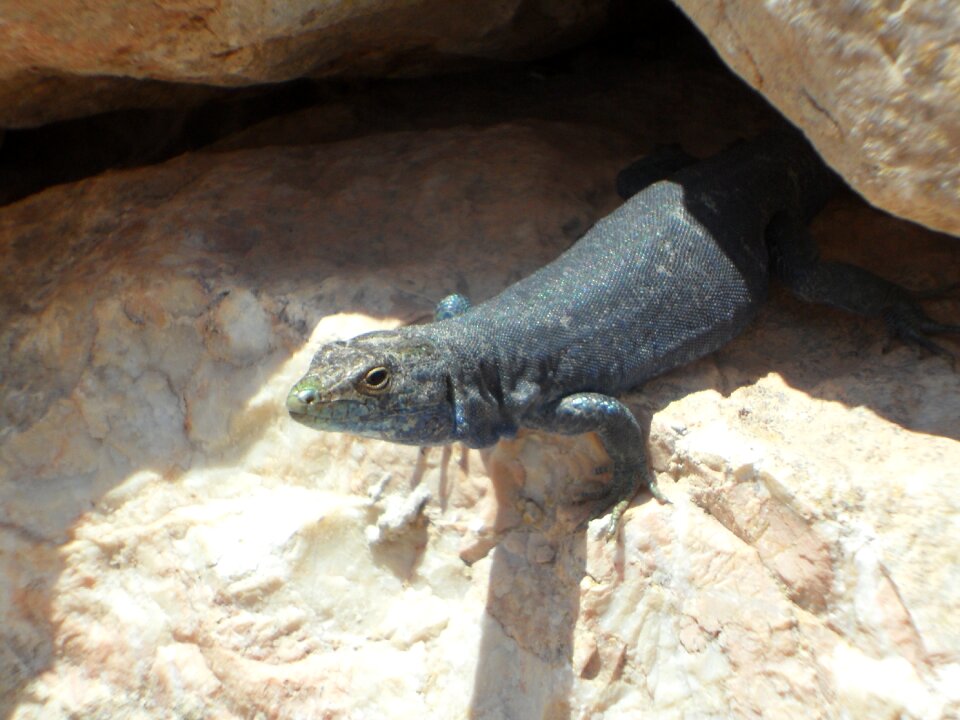 Look out reptile animal