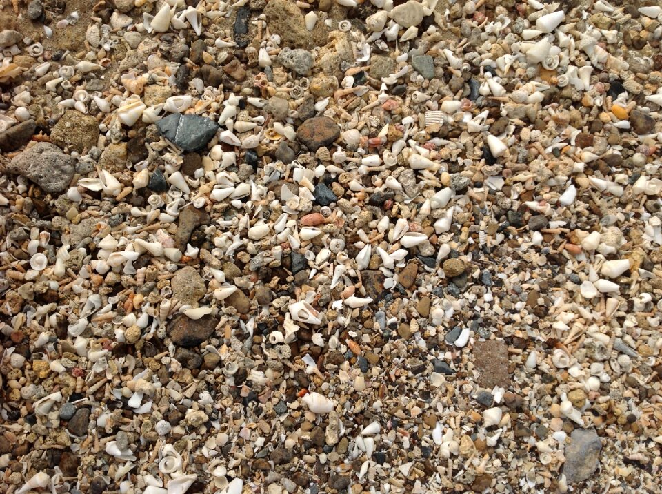 Mussels beach stones