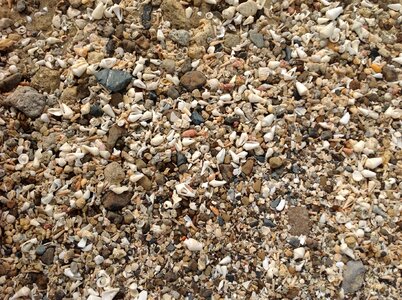 Mussels beach stones