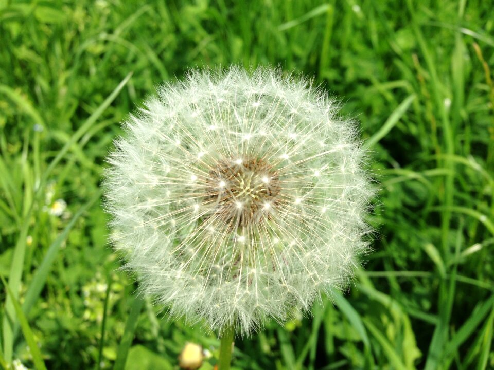 Dandelion seeds Free photos