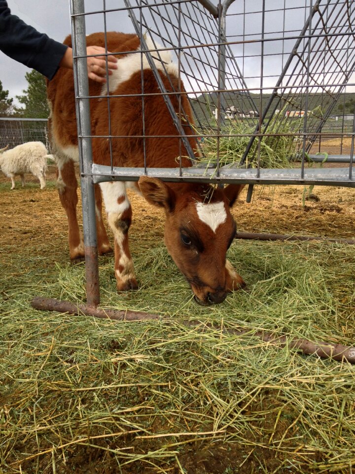 Go vegan vegan life animal sanctuary