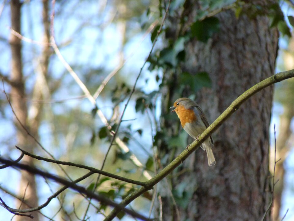 Animal birdsong forest
