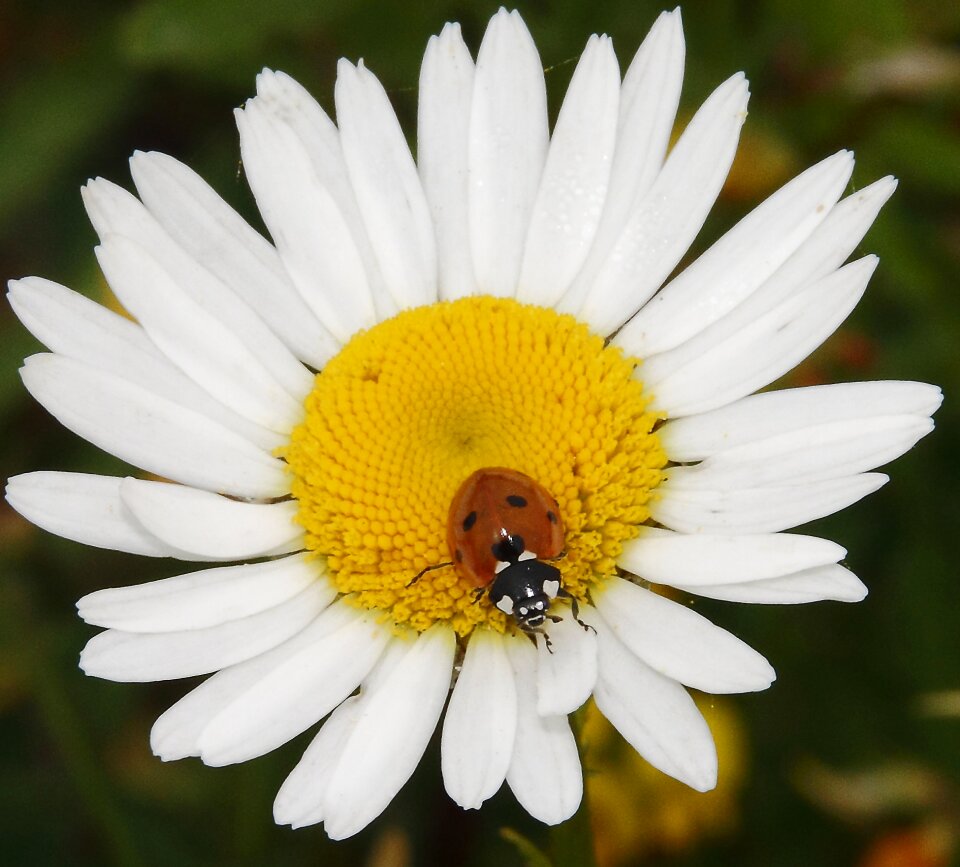 Plant nature flowers