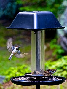 Bird flutter
