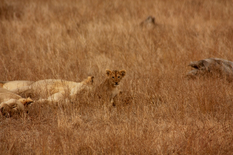 Family wild mammal