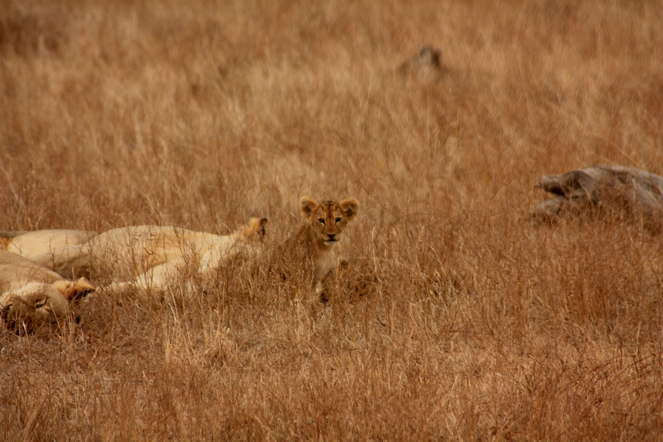 Family wild mammal photo