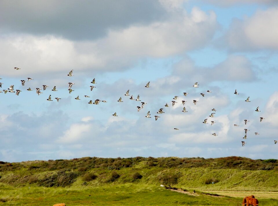 Flock of birds birds dunes