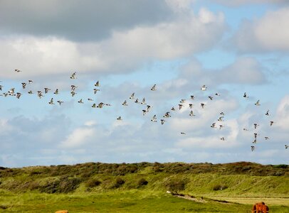 Flock of birds birds dunes
