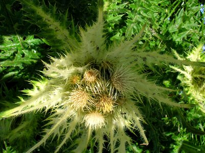 Thistle flower prickly photo