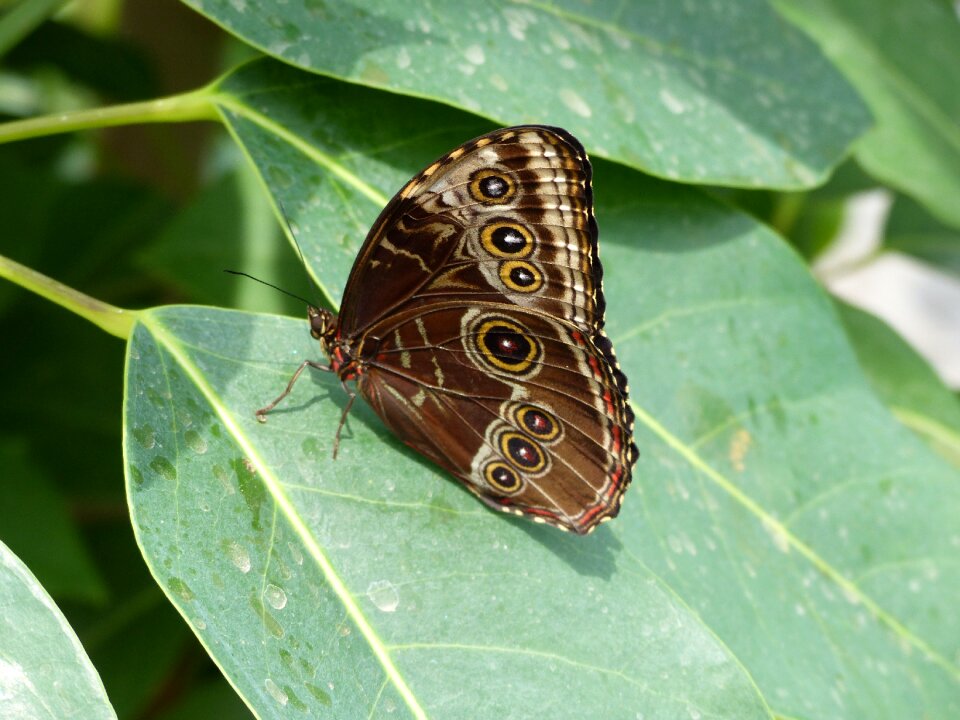 Filigree close up wing
